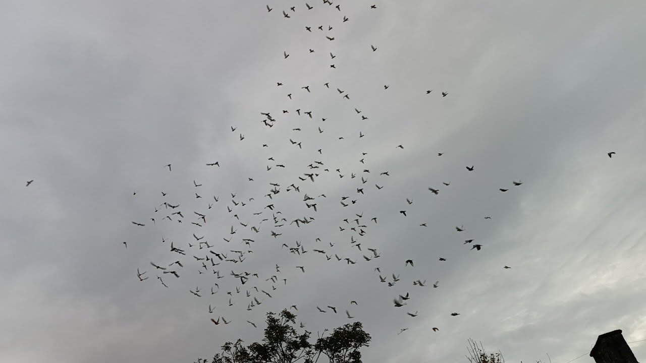 LOTY ŚCINY I OBCE💪🔥 TAK SIĘ BAWI ŻYRARDÓW