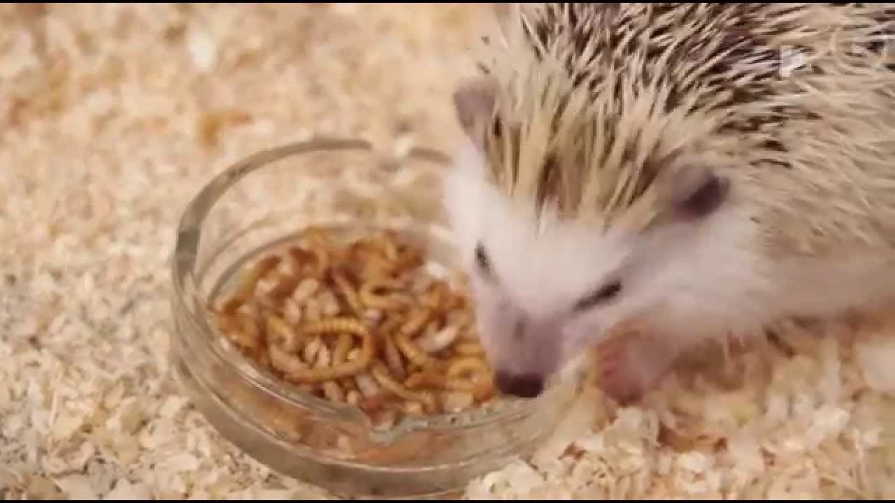 Tüskeböki Törpesün Tenyészet a TV2 ÁllatoZOO műsorában