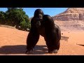 Planet Zoo - Western Lowland Gorilla Gameplay (PC HD) [1080p60FPS]
