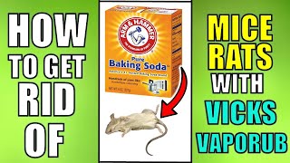 How To Get Rid of Mice & Rats With Vicks Vaporub