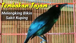 Beautiful bird song The Asian glossy starling (Aplonis panayensis)
