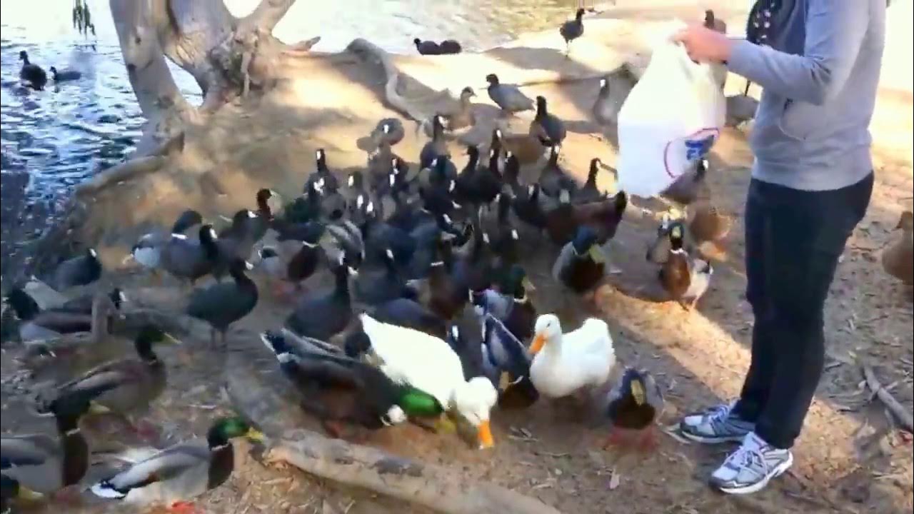 Mallard and Ducks are crazy and scrambling for food. What do ducks eat