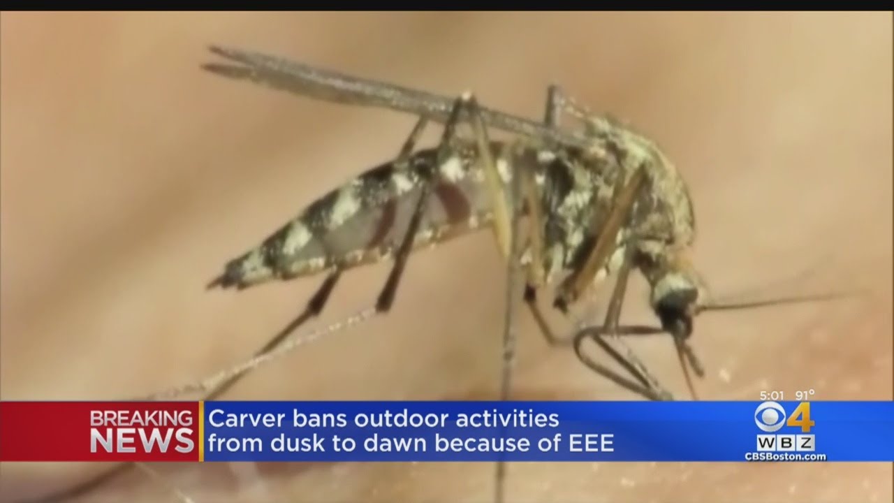 Carver Ban Outdoor Activities From Dusk To Dawn Due To EEE Threat
