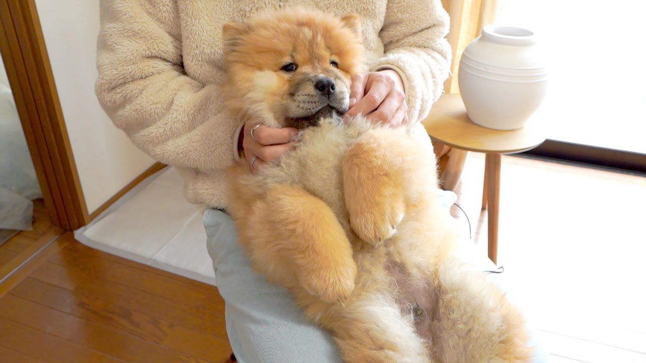 頭 が 悪い 犬