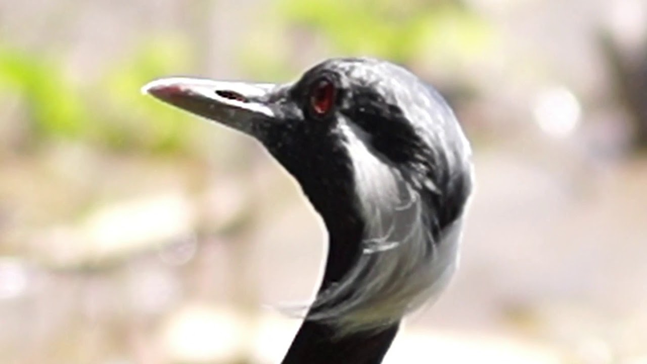 Demoiselle Crane 