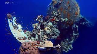 🌌 Moonlit MarinE - Serenade • Night Ocean 4K UHD ✨