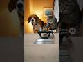 犬と猫にホームアローンさせた結果 🐶🐱 泥棒 vs 犬猫 #catanddog #funnyanimals #funnypets #petsunited