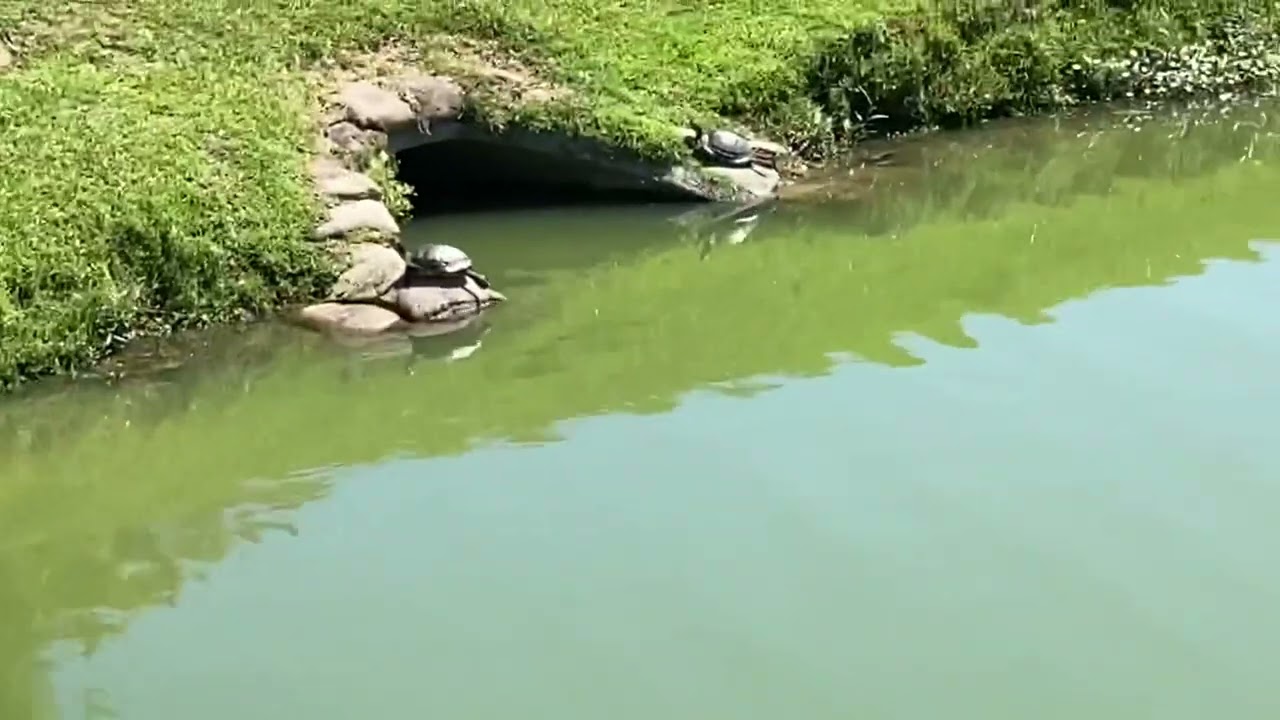 Lots of Turtles