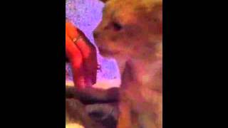 Cat Sounds by Ask the Cat Doctor 34,427 views 12 years ago 2 minutes, 22 seconds