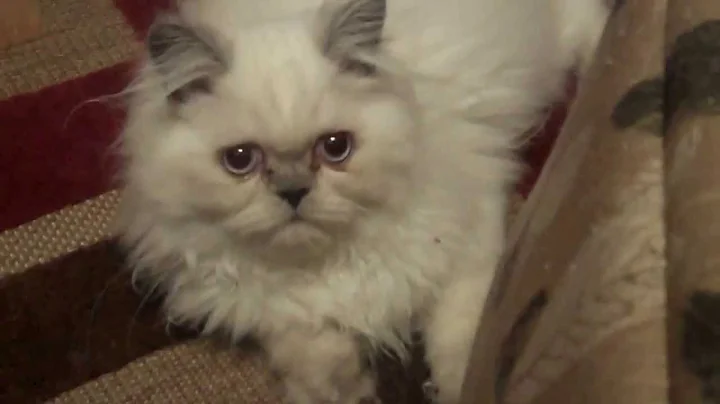 Watch the video about Paz4PlayCattery.com Comanshe Blue Pt Female Himalayan