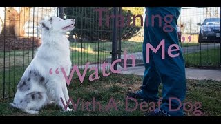Teaching 'Watch Me' With a Deaf Dog by Keller's Cause 2,790 views 8 years ago 51 seconds