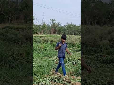 Brother and sister😀#youtubeshorts #comedy #minivlog #funny #youtube #lingamofficial65#agriculture