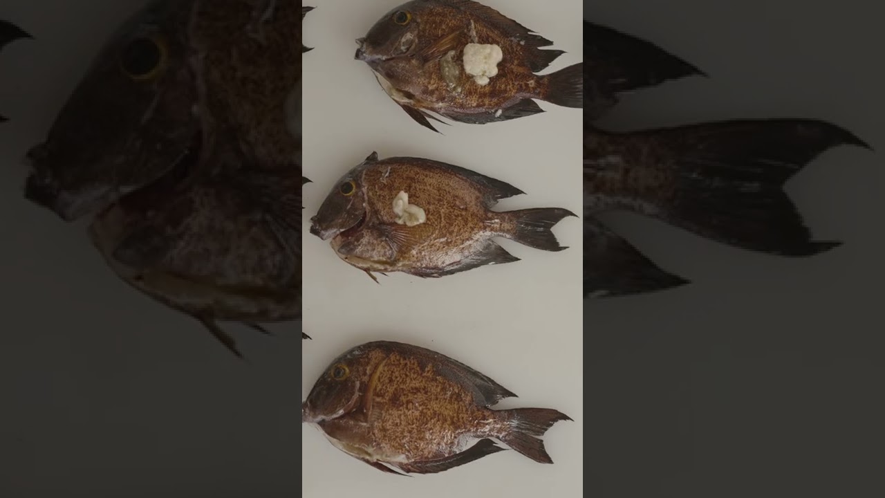 Learning About The Mohala Nā Konohiki Apprentice Program with Kēhau Springer