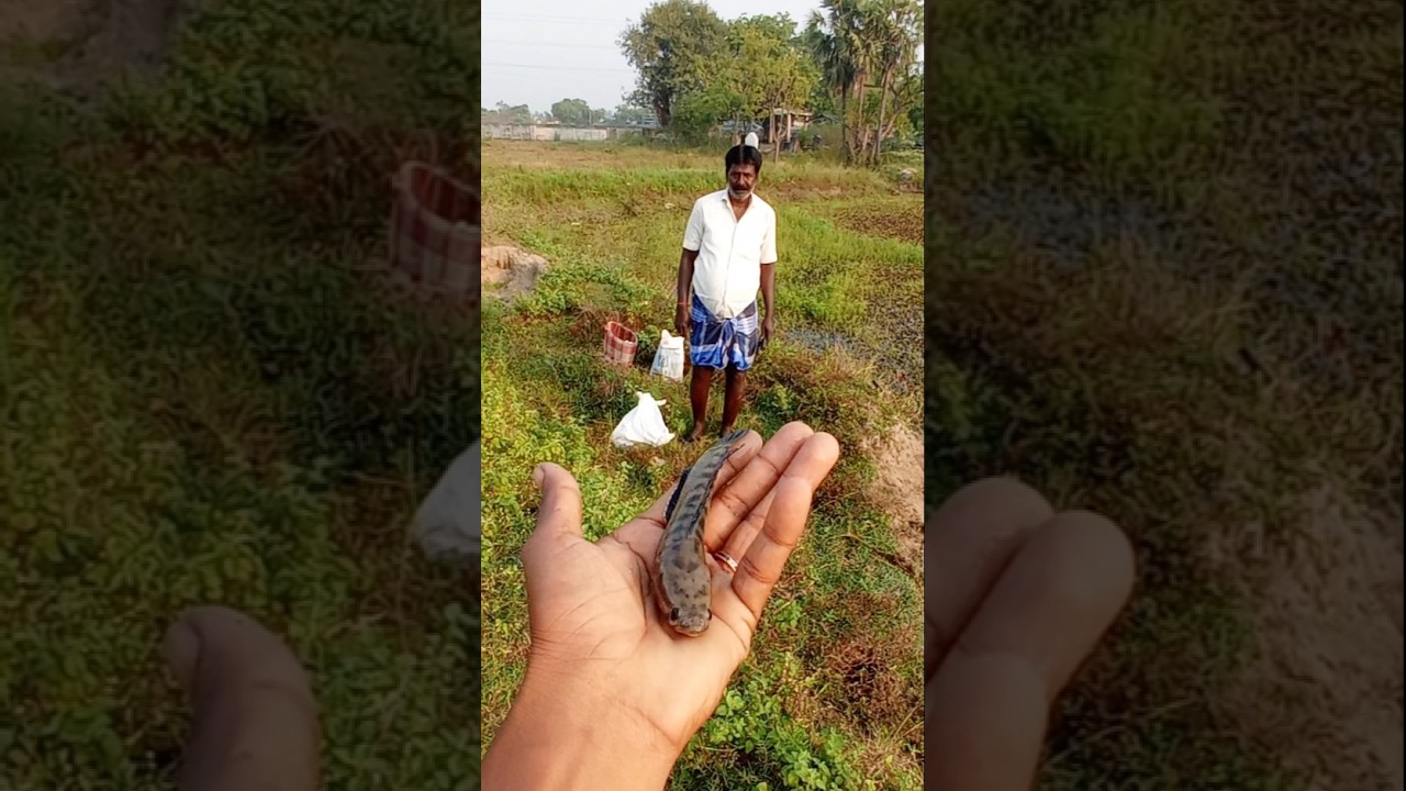 Suddenly a Big Fish Catch in Handline. #fishing #fishingvideos #thoondilulagam #lakefishing