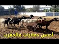 5 نعجات والدات وعلى ميلاد فحل من أحسن نعجات سلالة الدمان في المغرب 0654981121 فرجة ممتعة mp3