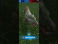 TESTANDO COMUNS BUFFADOS | Jurassic World Alive 3.7 🇧🇷