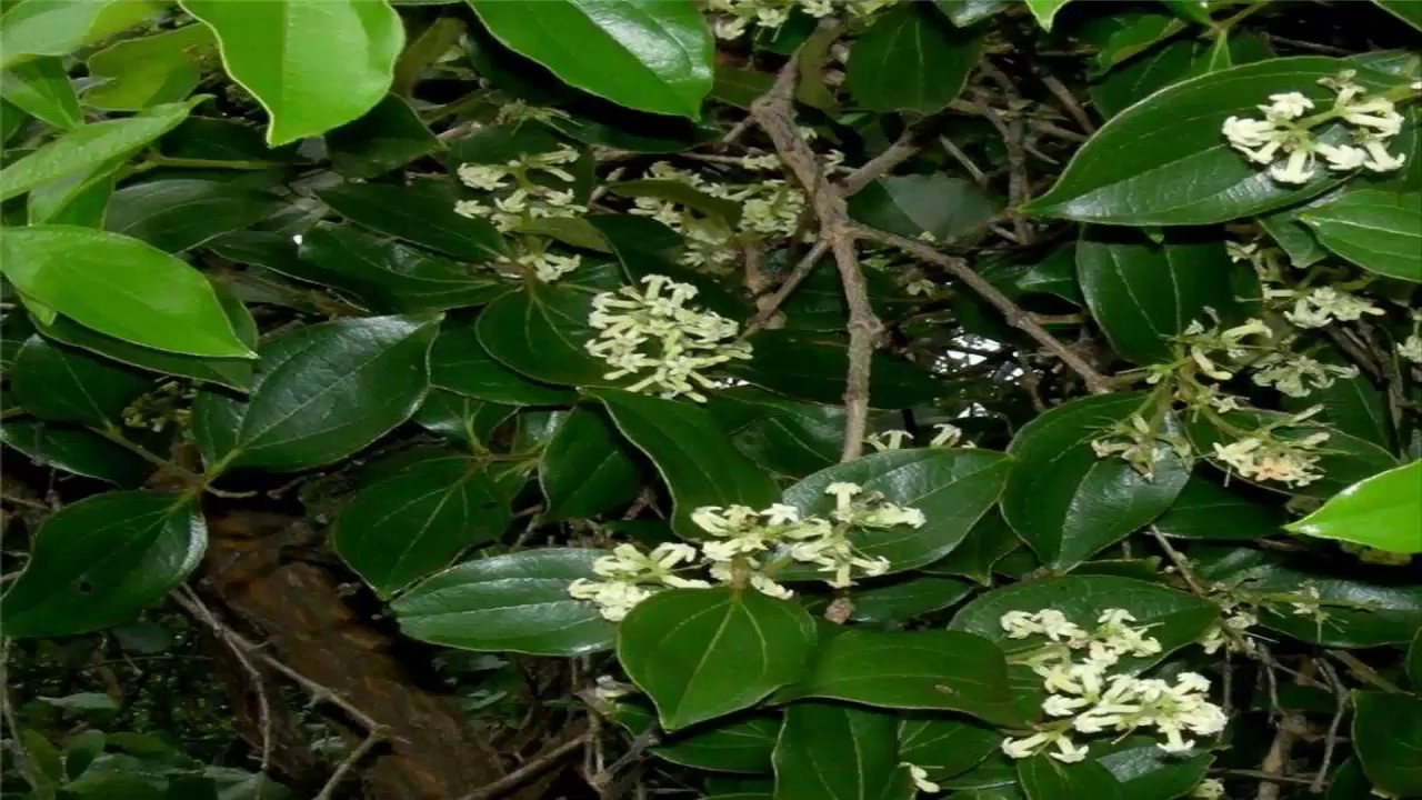 Propiedades De La Quina y Sus Beneficios (Cinchona officinalis) YouTube