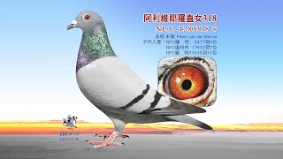 γζζ΄²ηΉθ³£ζγNL17-1280318