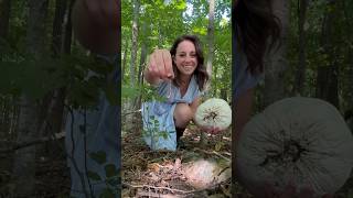 Finding puffball mushrooms! #wildedibles #wildmushrooms #foraging #foraged #puffballmushroom