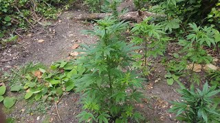 Guerilla grow 2026