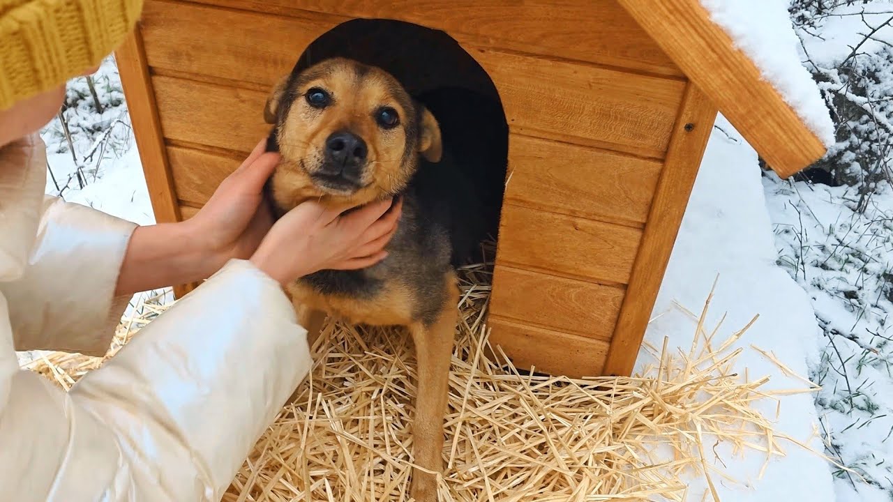 Giving Kennels and Food for Stray Dogs During Cold Winter
