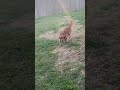 My Dog Takes Playtime SERIOUSLY
