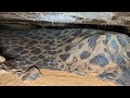 Cave With Amazing Formations! - Anderson Spring Cave