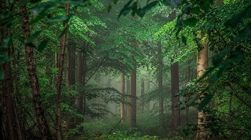 سورة الأخلاص بصوت ماهر معيقلي مكررة 10 مرات