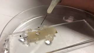 Superhydrophobicity  - water bouncing