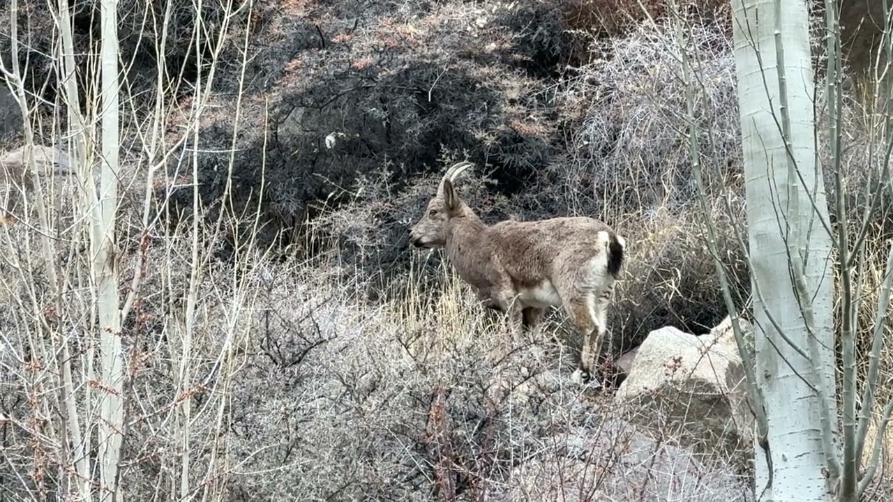 Himalayan I bex in north Pakistan 
