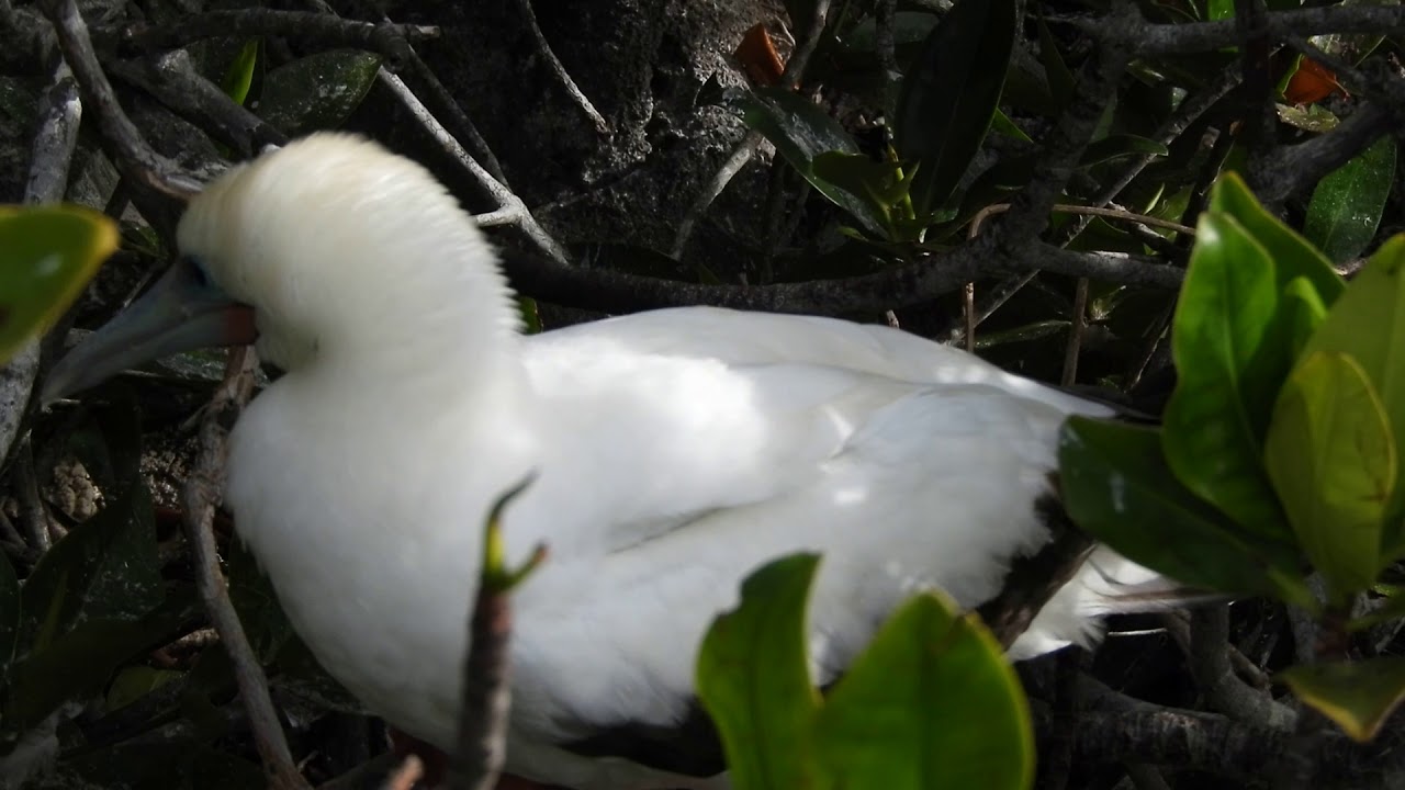 Red footed Booby, Genovesa Island, Galapagos 