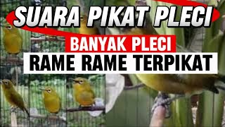 Suara pikatan pleci ampuh buat pikat pleci dialam liar 