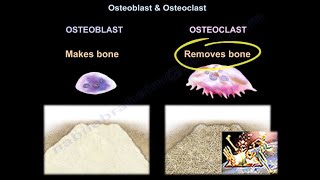 Osteoblast & Osteoclast - Everything You Need To Know - Dr. Nabil Ebraheim