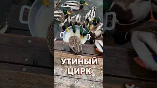 Утиный цирк! #4k