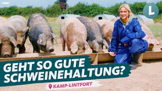 Bessere und günstigere Schweinehaltung? Experiment Freilandschweine | WDR Lokalzeit Land.Schafft.