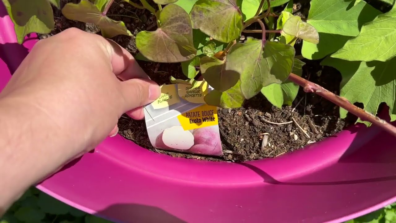 Vlog au jardin 🪏 J'ai du boulot