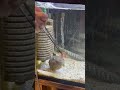 甘エビが一瞬で消えた！！！