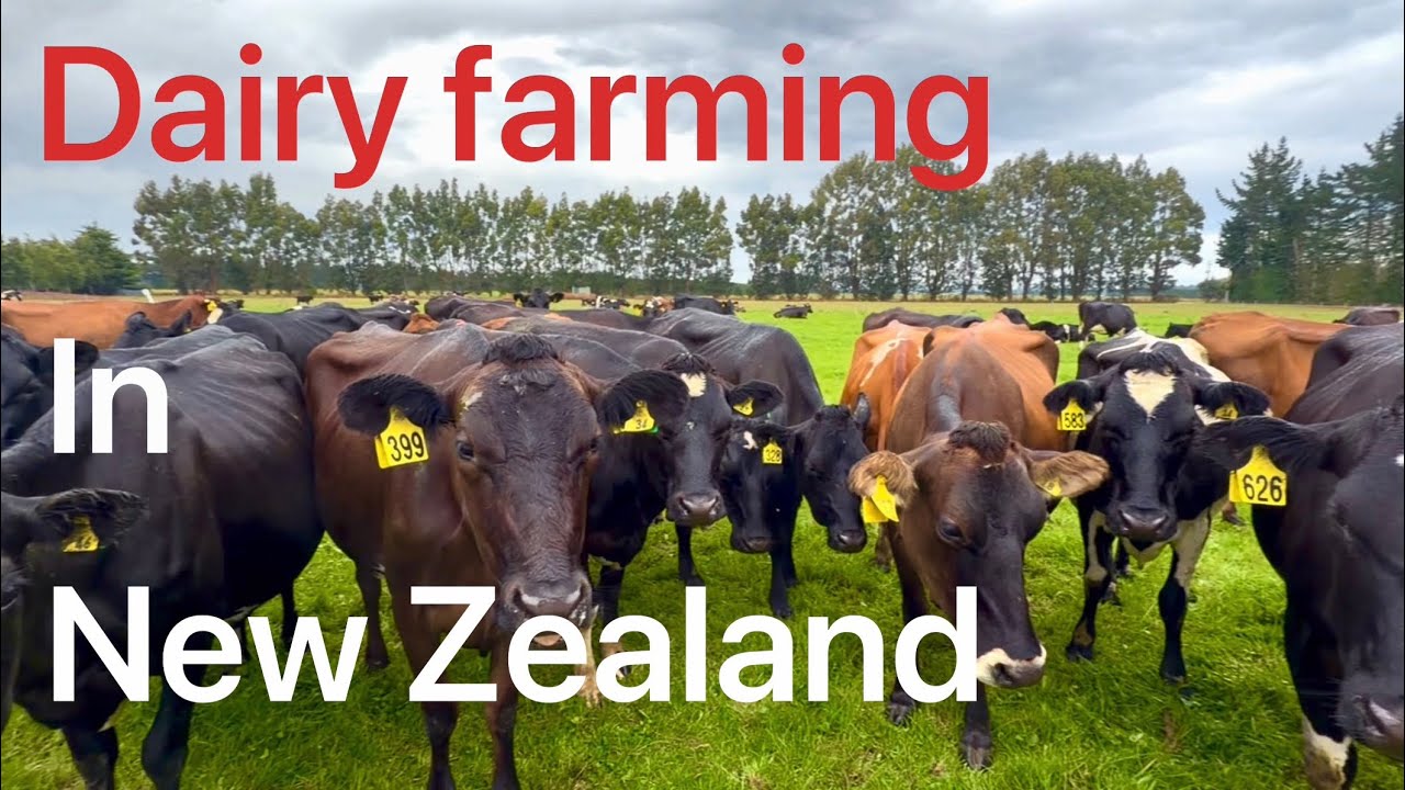 Farm update 414 Dairy farming in New Zealand part 1. 