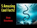 Sea Snakes