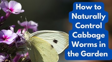 How to Naturally Control Cabbage Worms in the Garden