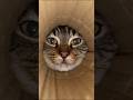 Cats Are Tiny Comedians