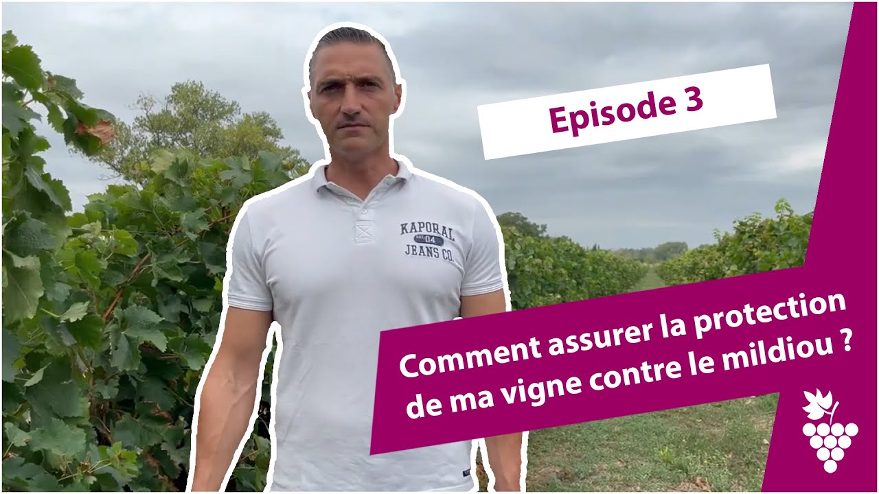 Comment assurer la protection de ma vigne contre le mildiou ? - Episode 3 avec Nicolas (Aude)