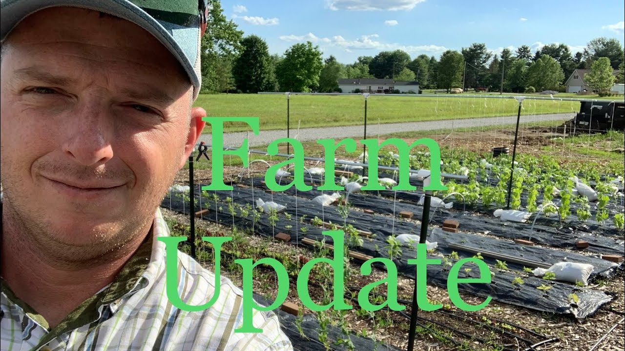 6/24/2020 Farm Update at Strong Roots Farm YouTube