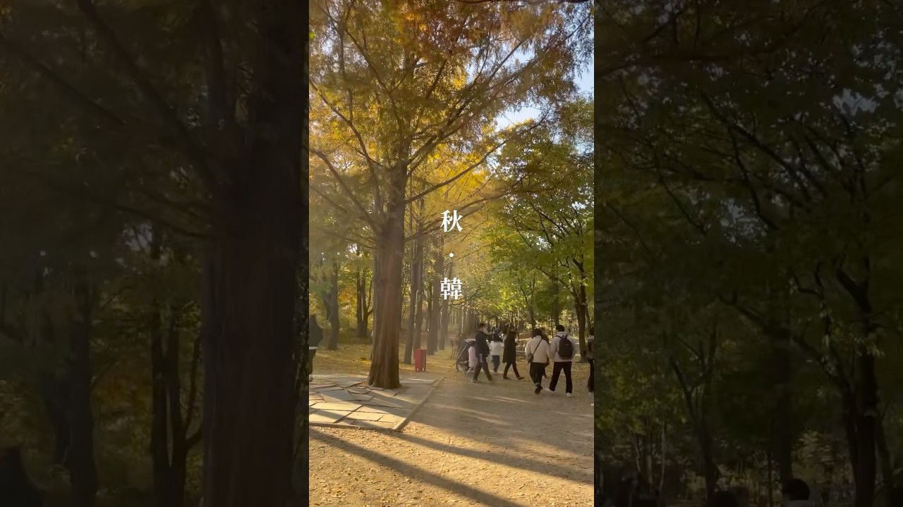 【韓國秋天旅遊攻略】2024韓國楓葉、銀杏、波波草一次追到手！