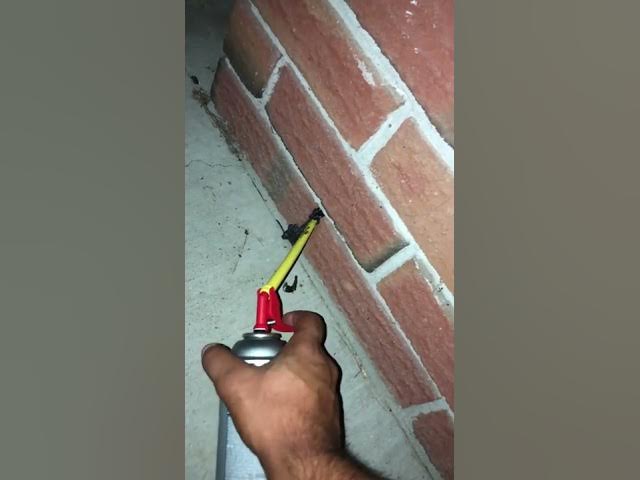 Spray Foaming A Wasp Nest 🐝 🍯