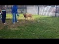 Austin: Rescued from Korean Meat Farm Austin: Rescued from Korean Meat Farm