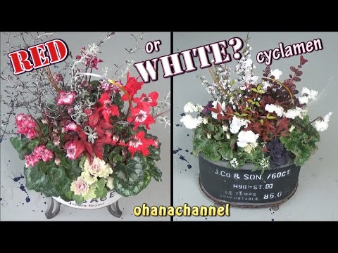 冬の寄せ植えシクラメン 赤と白 Plant Cyclamen Youtube