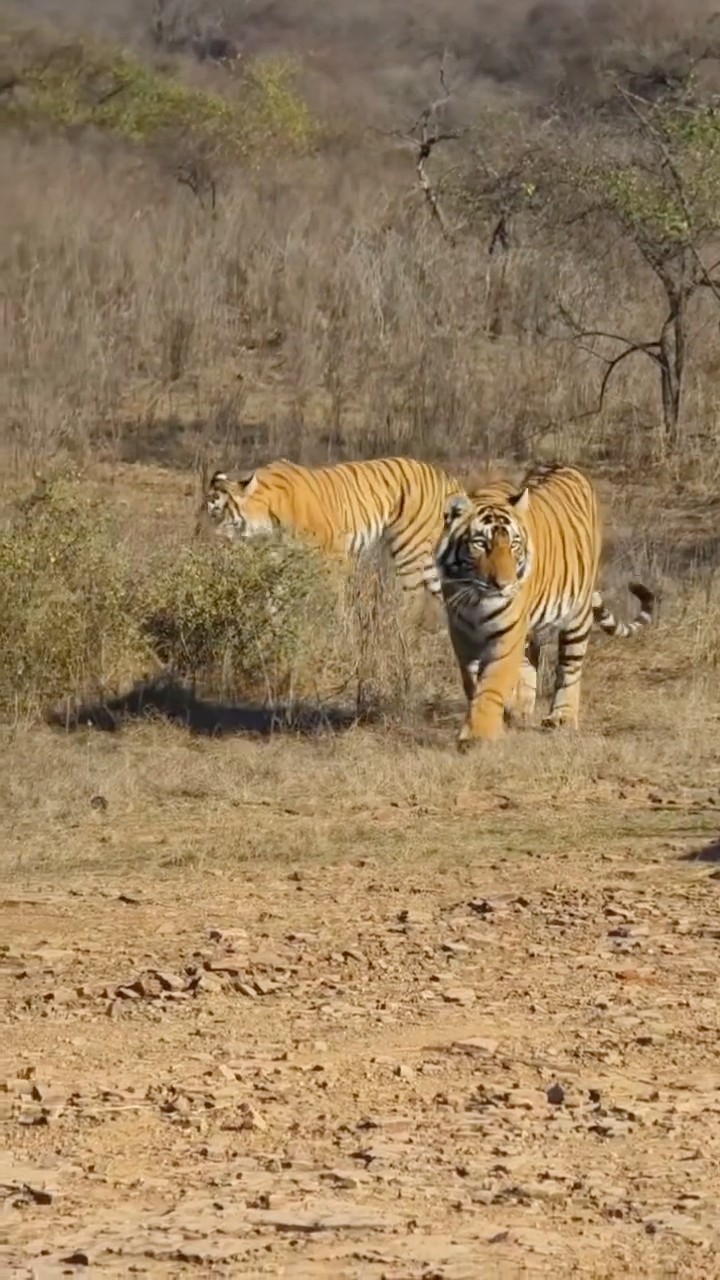 Teen Tigers Ek Saath 😳 Jungle Ka Sabse Rare Moment #woxygen #wildlife #junglesafari #tiger #woxygen