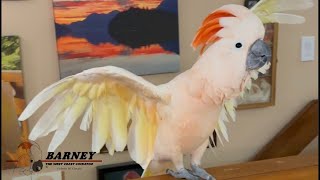 Can You Imagine A Whole Group Or Crackle Of Moluccans In The Wild? It Must Be So Loud