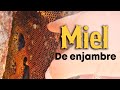 Así se extrae MIEL EN EL MONTE 🍯 100% natural de enjambre